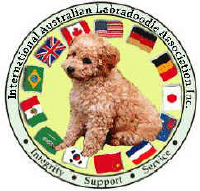 Labradoodles Ontario