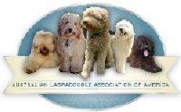 Labradoodles